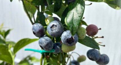 Blauwe Bessenstruik Ozark Blue Vanaf 9 99 Blauwe Bessenstruiken