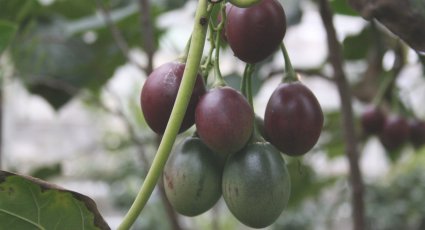 Tomarillo Boomtomaat Vanaf Bijzondere Mediterranen En