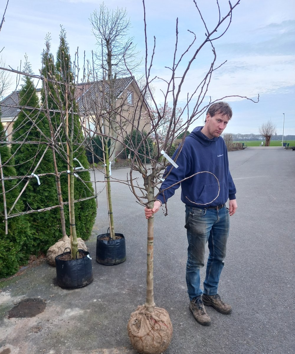 Perenboom Conference Vanaf Patiobomen Fruitbomen Net