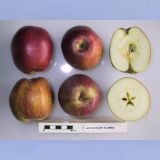Foto van National Fruit Collection, Brogdale. Achtergrond vergroot. Open Government Licence v2.0.