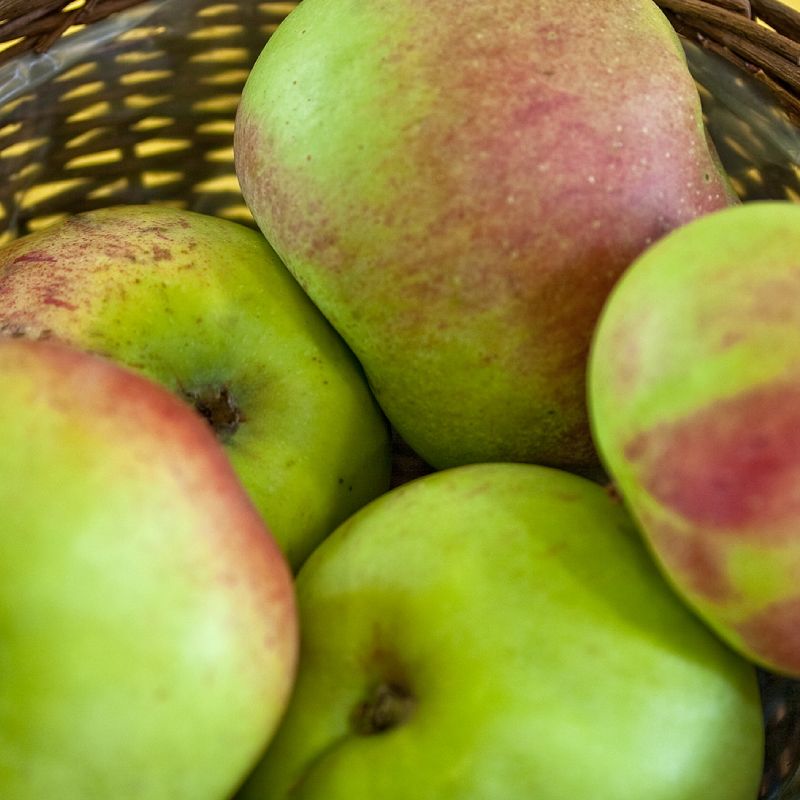 Malus domestica 'Horneburger Pfannkuch'