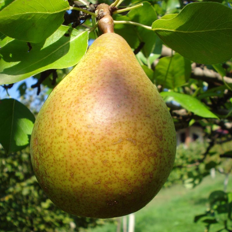 Pyrus communis 'Beurre Clairgeau'