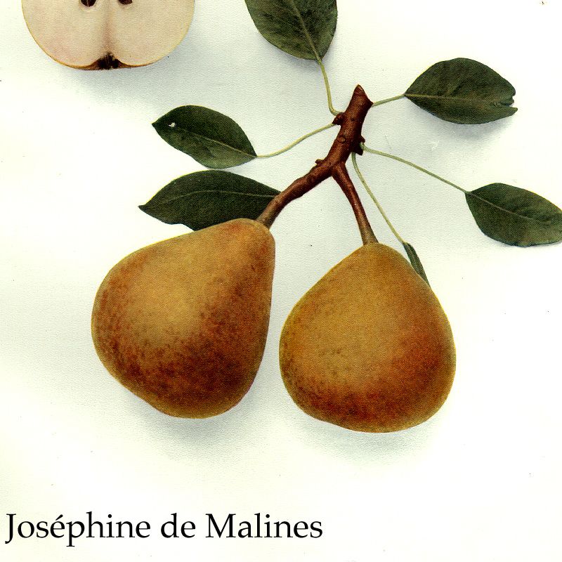 Pyrus communis 'Josephine de Malines'