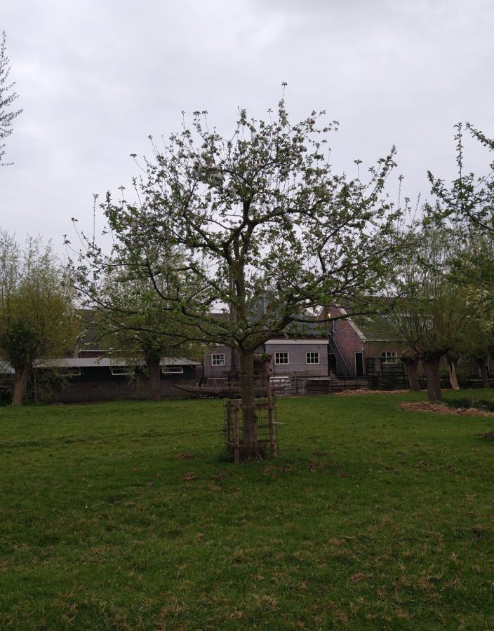 Een hoogstam appelboom met een brede groeivorm.