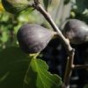 Vijg ‘Brogiotto Nero’