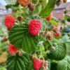 Framboos 'Fallred' ®