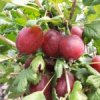 Kruisbes 'Karmen'