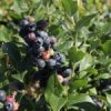 Blauwe bes 'Hortblue Petite' ®