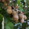 Kiwi 'Moniek'