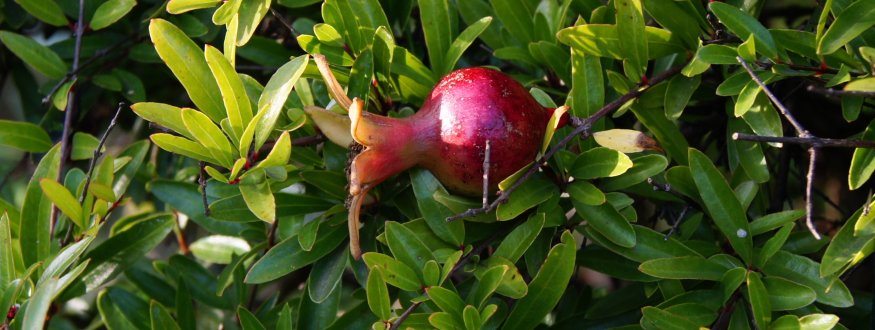 Dwerggranaatappelstruik 'Nana' Dwerggranaatappel 'Nana'