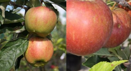 Duo appelboom - vanaf € 36,99 - Consumptieappelbomen
