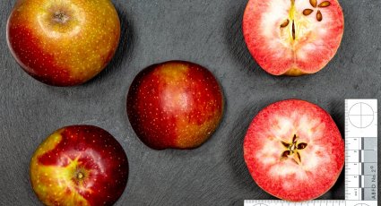 Roodvlezige Appelboom 'Baya ® Marisa' - vanaf € 32,99 - Consumptieappelbomen