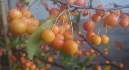 Sierappelboom 'Professor Sprenger' - vanaf € 25,99 - Sierappelbomen