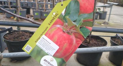 Appelboom 'Karneval' ® - vanaf € 23,99 - Consumptieappelbomen