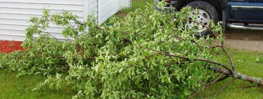 Stormschade bij fruitbomen: wat te doen?