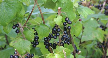 Zwarte Bessenstruik ‘Bona’ - Vanaf € 6,99 - Zwarte Bessen - Fruitbomen.net