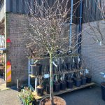 4 tips voor het verplanten van een (oude) fruitboom