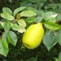 Chinese Kweepeer (木瓜)