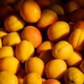 Abrikoos ‘Petit Muscat’