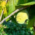Pawpaw 'Prima 1216'