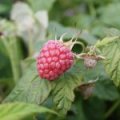 Framboos 'Schönemann'