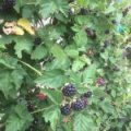 Boysenbes (Boysenberry)