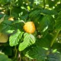 Framboos 'Good as Gold' ®