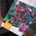 Treurappel 'Royal Beauty'