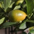 Limequat 'Lakeland'