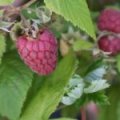 Framboos ‘Aroma Queen’ ®