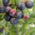Blauwe bes 'Denise Blue'