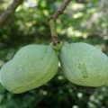 Pawpaw 'Prolific'