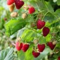 Framboos ‘Willamette’