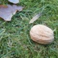 Walnoot 'Lange van Lod'