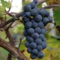 Druif 'Triomphe d'Alsace'