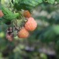 Framboos 'Schlaraffia® Golddigger®'