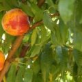 Dwergnectarine 'Pixie'