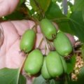 Kiwibes (Big) Jumbo