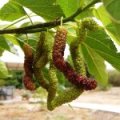 Witte moerbei 'Giant Fruit'