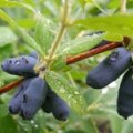 Honingbes 'Blue Pacific' ®