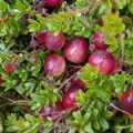 Cranberry 'Stevens'