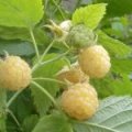 Framboos 'Fallgold'