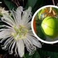 Passievrucht 'Snowstar' ®