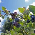 Blauwe bes 'Bluejay'