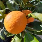 Sinaasappelboom 'Orangin'