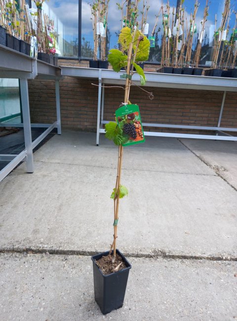 Foto van Druiven Struik 80cm. Druiven Struik 80cm.