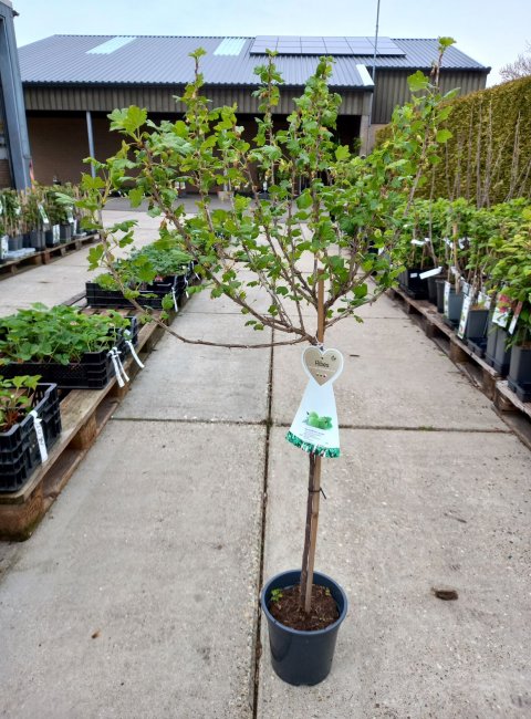 Foto van Bes op stam 60 cm Bes op stam 60 cm