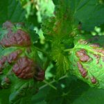 Rode vlekken op het blad van een bessenstruik; bessenbloedblaarluis