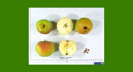 Appelboom 'Dubbele Zoete Aagt' - vanaf € 22,99 - Consumptieappelbomen