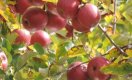 Pink Lady ®, Kanzi ® of Tessa ® appelboom in de tuin? Waarom dat (waarschijnlijk) niet kan